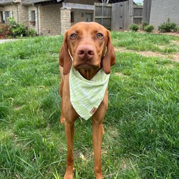 tucker_thetulsa