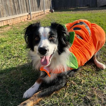 polotheaussie