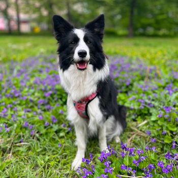 kikithecollie