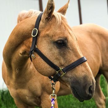 boothehorse