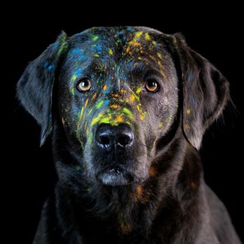 labradoreddy