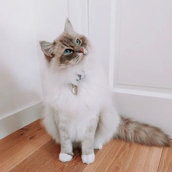 stoertheragdoll