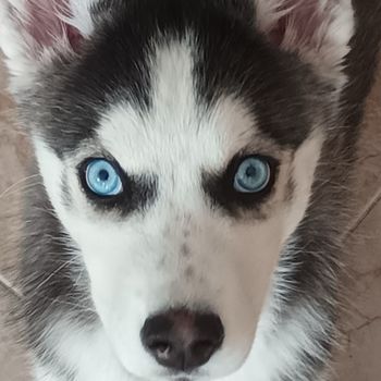 maya_husky