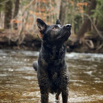 withkiba