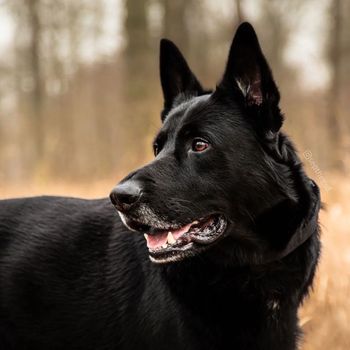 gsdsep