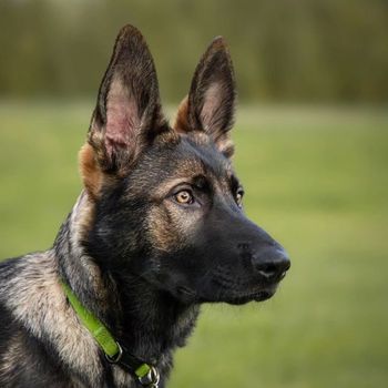 gsddumle