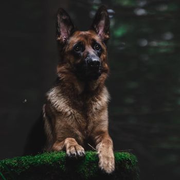 gsdlexis