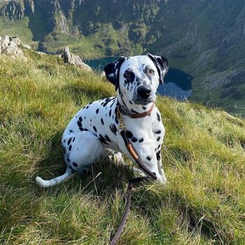 oreodalmatian