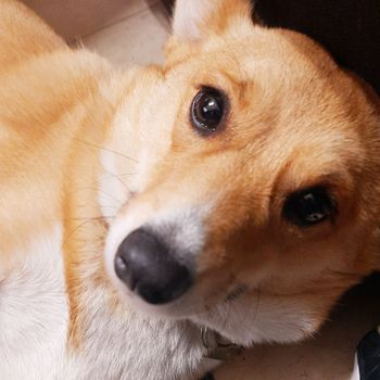 beki