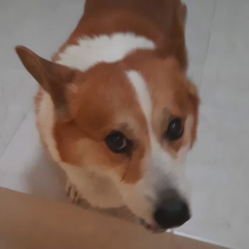 benito