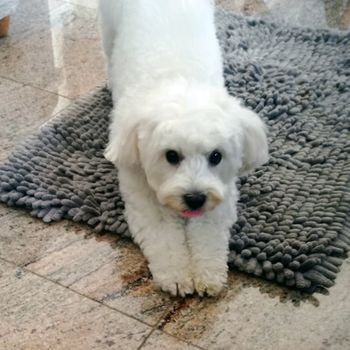 maltipoo