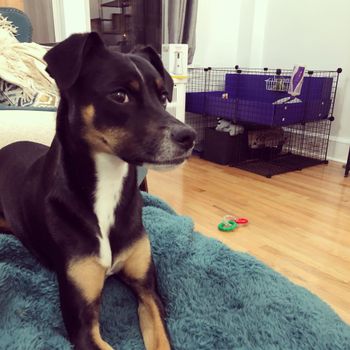 lilythehufflepup