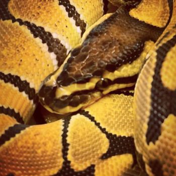 nagini