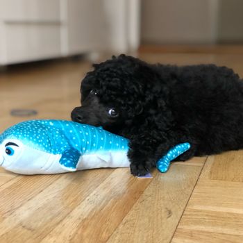 hugo