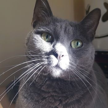 masathegrumpycat