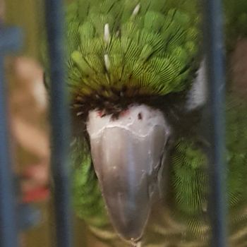 dabathehystericalbird