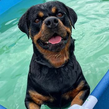 rottie_lola_