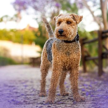 oliverthewelsh