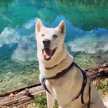 huskypoe