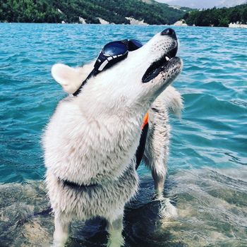 berrythehusky