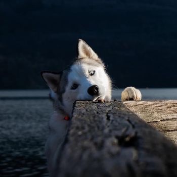 takahusky