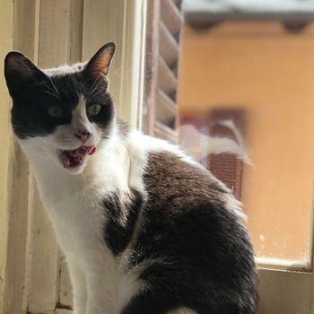 milu