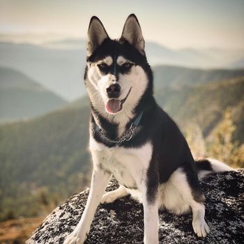 otisthehusky