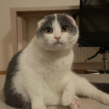 alittlebitfiona