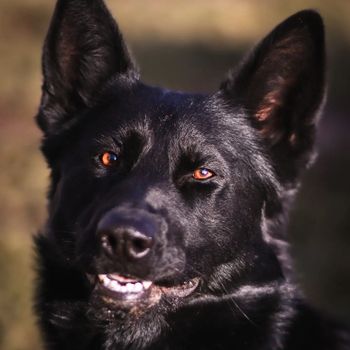 kiratheblackgsd