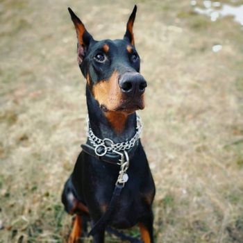 keyserthedoberman