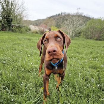 vallonthedoberman