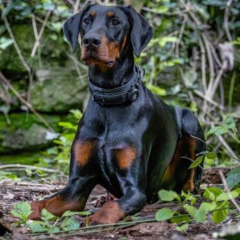 uruzthedobe