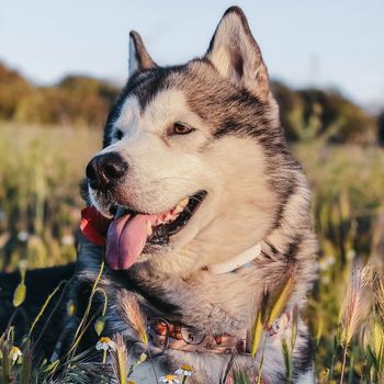 huskynanook