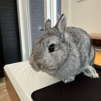 peppermint