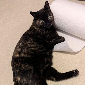 kiki