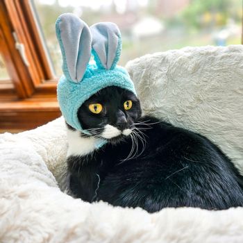prettykitty