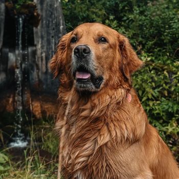 zeusthegolden