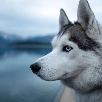 nakthehusky