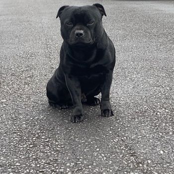 capone_sbt