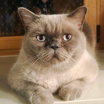 breothecat