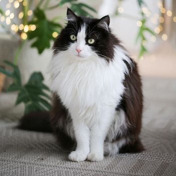 nikita