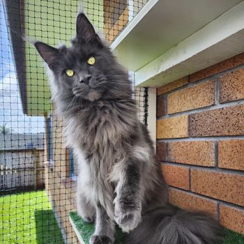 mana_mainecoon