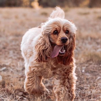 mabel_cocker