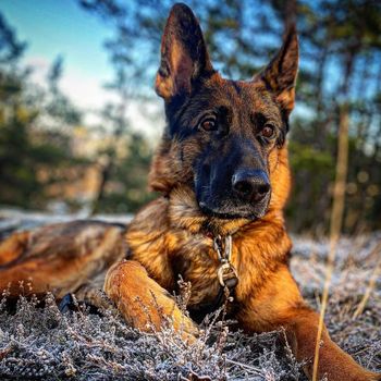 queenthegsd