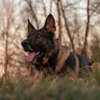 neo_the_gsd
