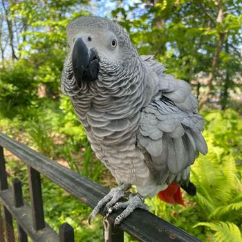zoya_chicken