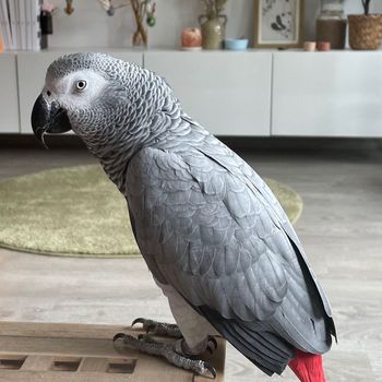 africangreyguusje