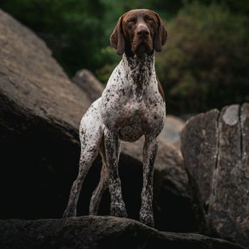 ronthegsp