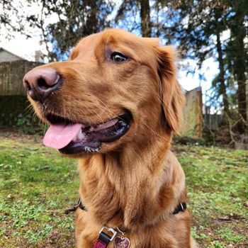 oregon_olive
