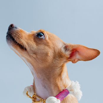 charlottedogventures